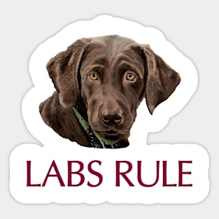 Chocolate Labs Rule Sticker